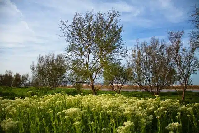 delta del llobregat